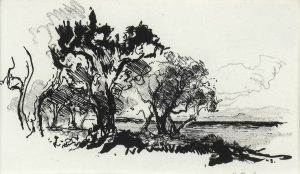 “Olive trees in the sea”