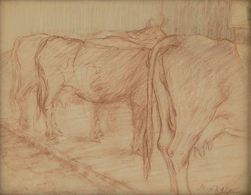 Cows