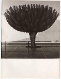 Αναπαραγωγή έργου της Χαρίκλειας Μυταρά